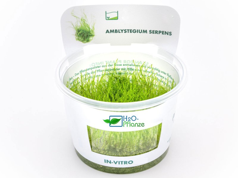 Kriechendes Stumpfdeckelmoos - Amblystegium serpens in vitro